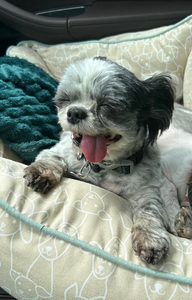 Jackie, Adoptable, Senior Female Shih Tzu.