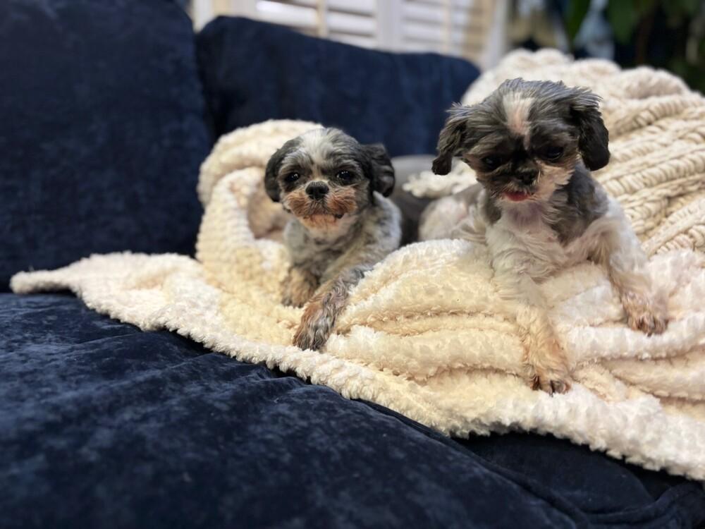 Enlarge Jackie, a Adoptable Shih Tzu in Silver Spring, MD image 2/5