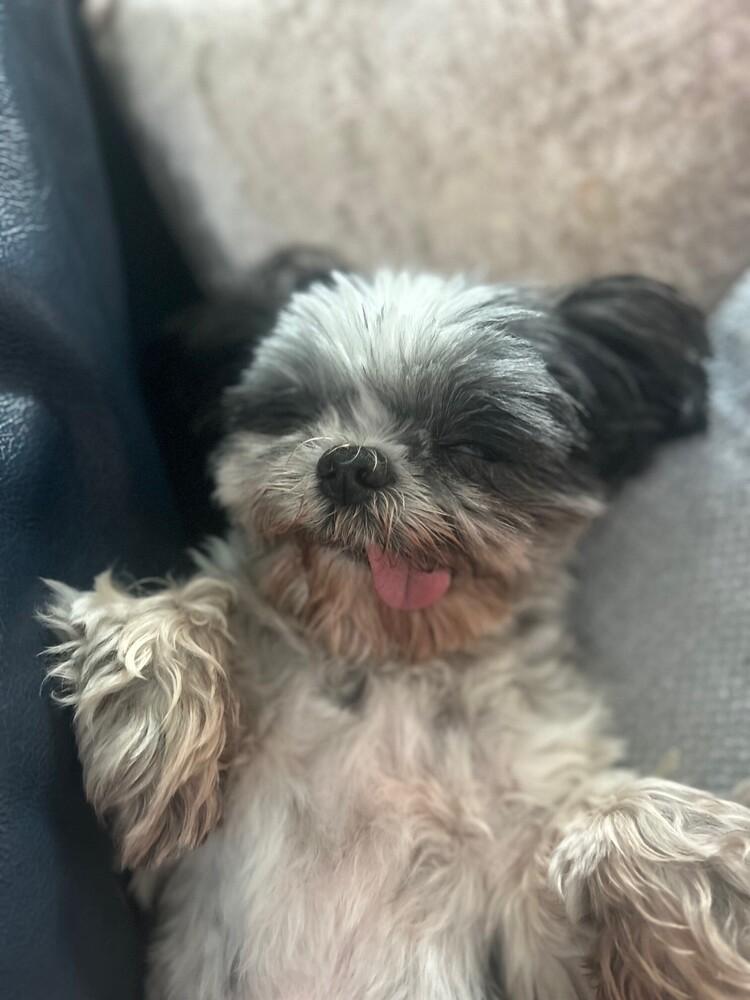 Enlarge Jackie, a Adoptable Shih Tzu in Silver Spring, MD image 3/5