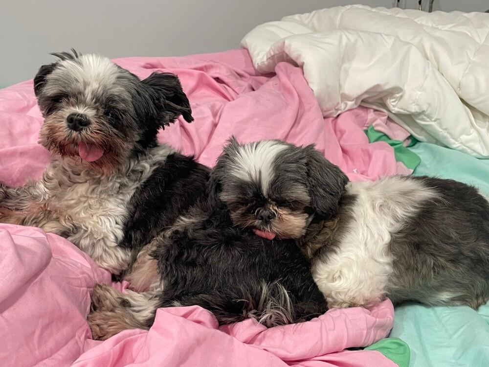 Enlarge Jackie, a Adoptable Shih Tzu in Silver Spring, MD image 4/5