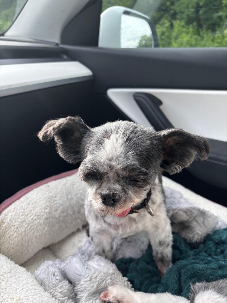 Enlarge Jackie, a Adoptable Shih Tzu in Silver Spring, MD image 5/5
