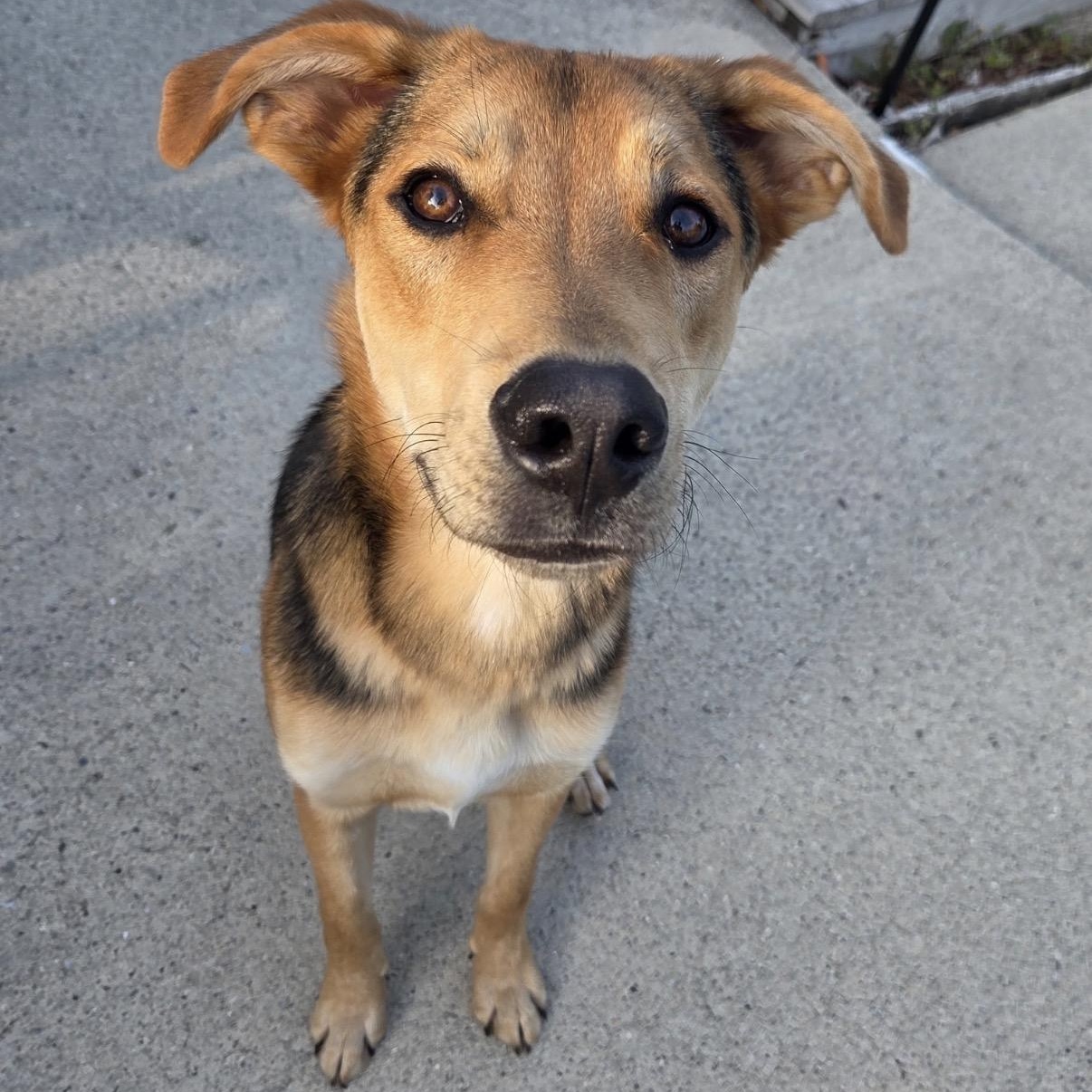 Enlarge Duke, a ADOPTABLE mixed breed in Calabash, NC image 4/5