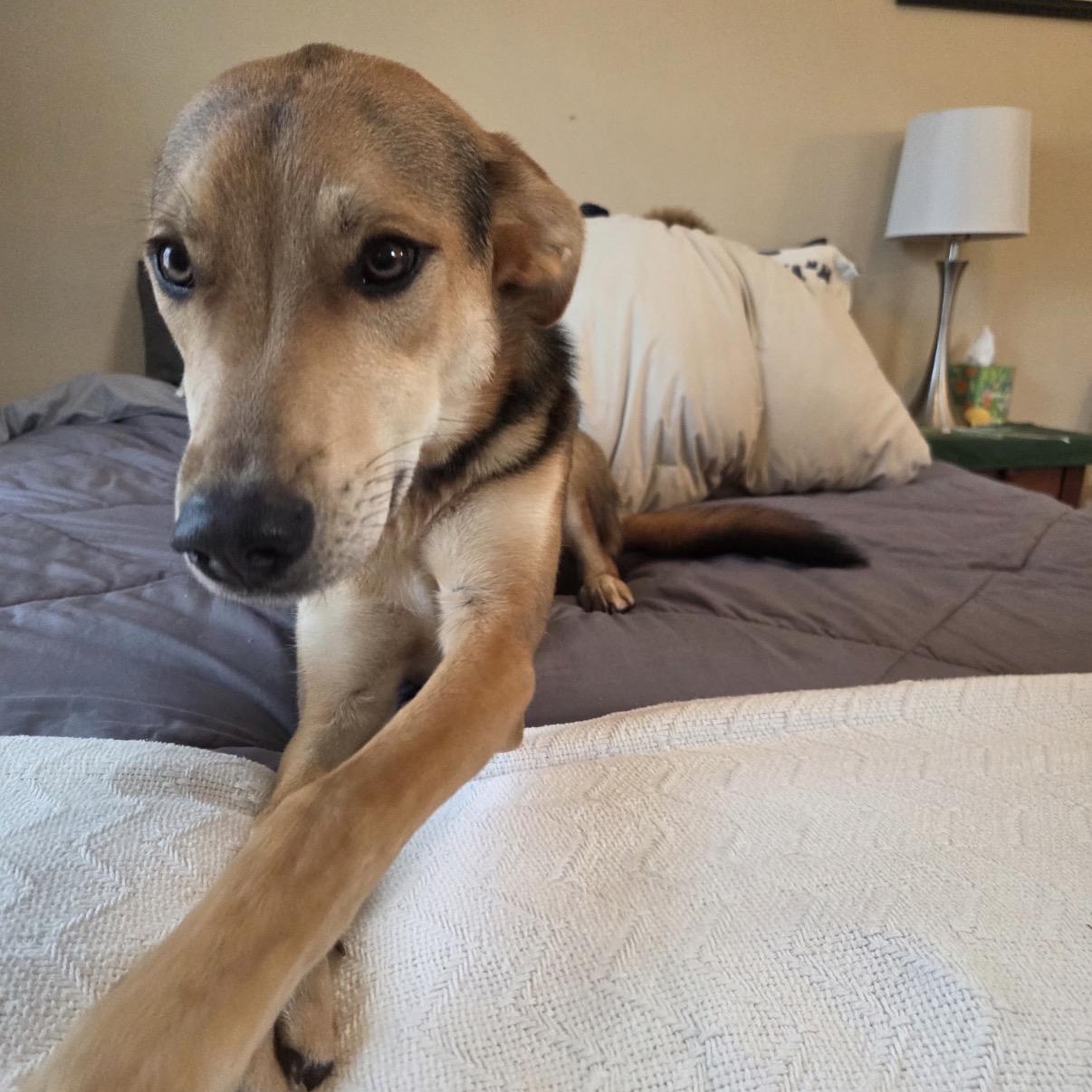 Enlarge Duke, a ADOPTABLE mixed breed in Calabash, NC image 2/5