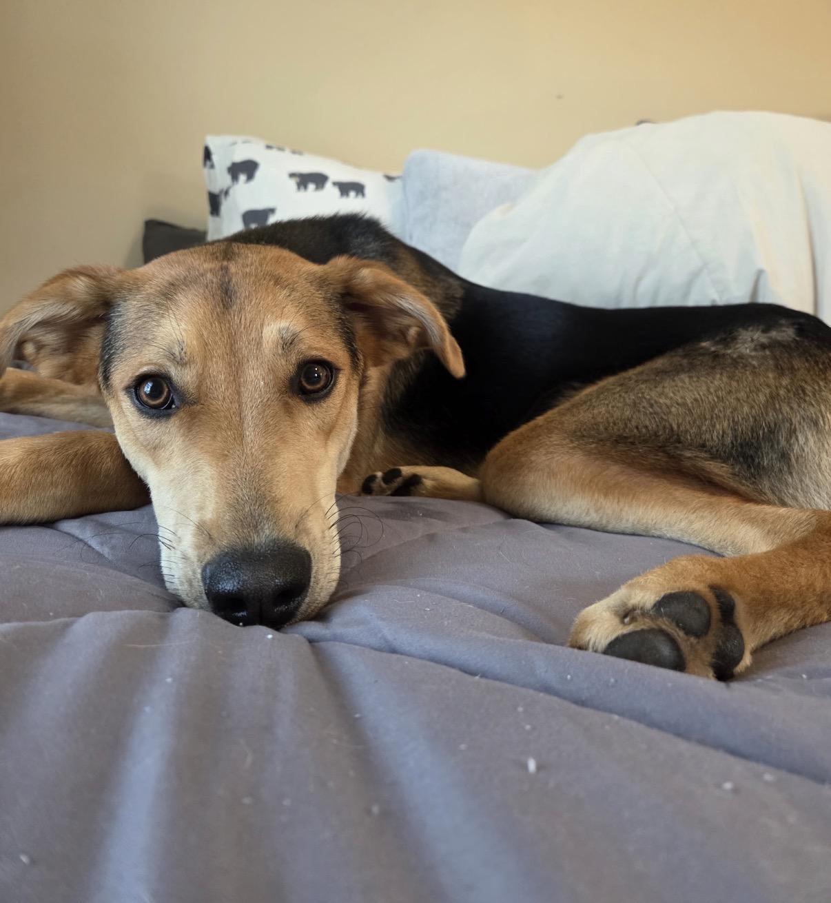 Enlarge Duke, a ADOPTABLE mixed breed in Calabash, NC image 5/5