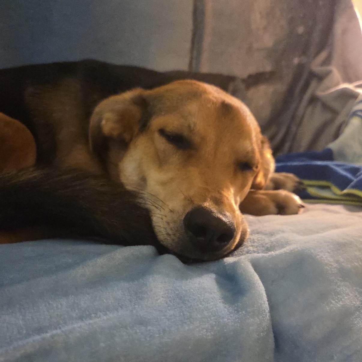 Enlarge Duke, a ADOPTABLE mixed breed in Calabash, NC image 3/5