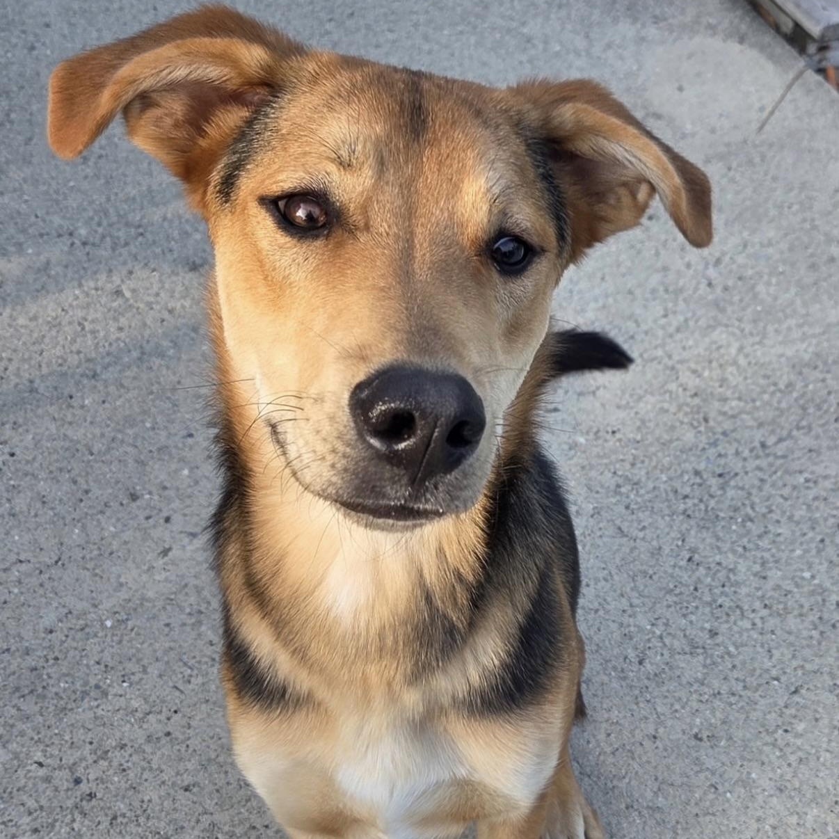 Duke, ADOPTABLE, Young Male German Shepherd Dog.