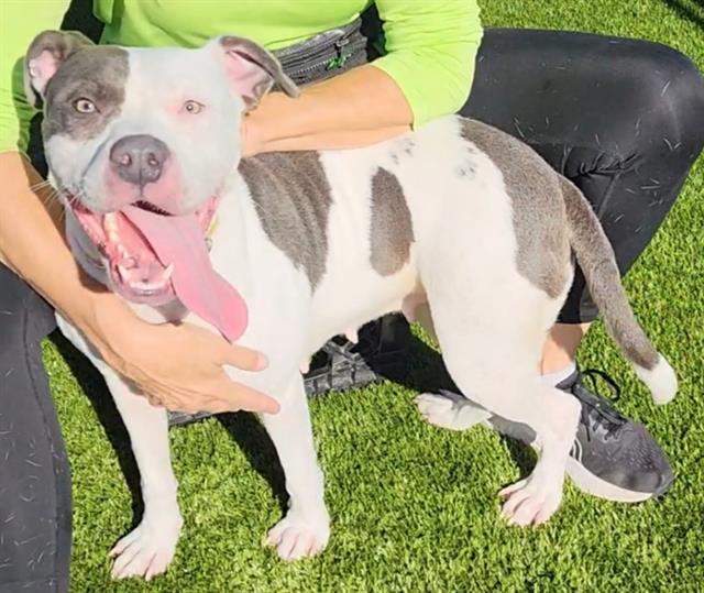 Enlarge NORTH, a Adoptable mixed breed in Brunswick, GA image 1/1