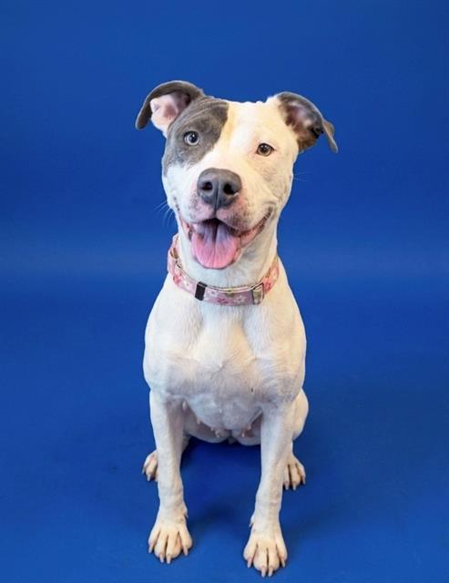 Enlarge NORTH, a Adoptable mixed breed in Brunswick, GA image 1/1