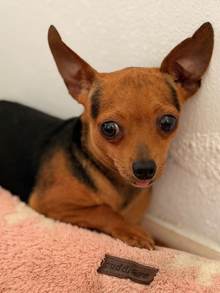 Peanut, ADOPTABLE, Young Male Chihuahua.