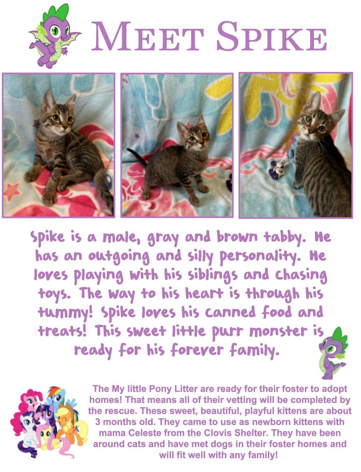 Spike, Adopted, Kitten Male Domestic Short Hair.