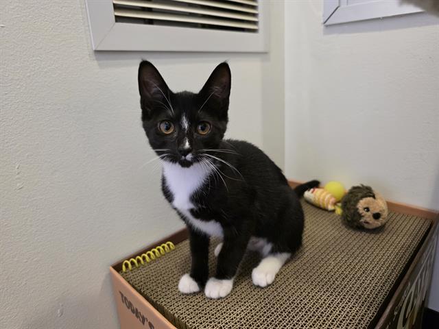 Enlarge PIXIE, a Adoptable Domestic Short Hair in Santa Clara, CA image 1/1
