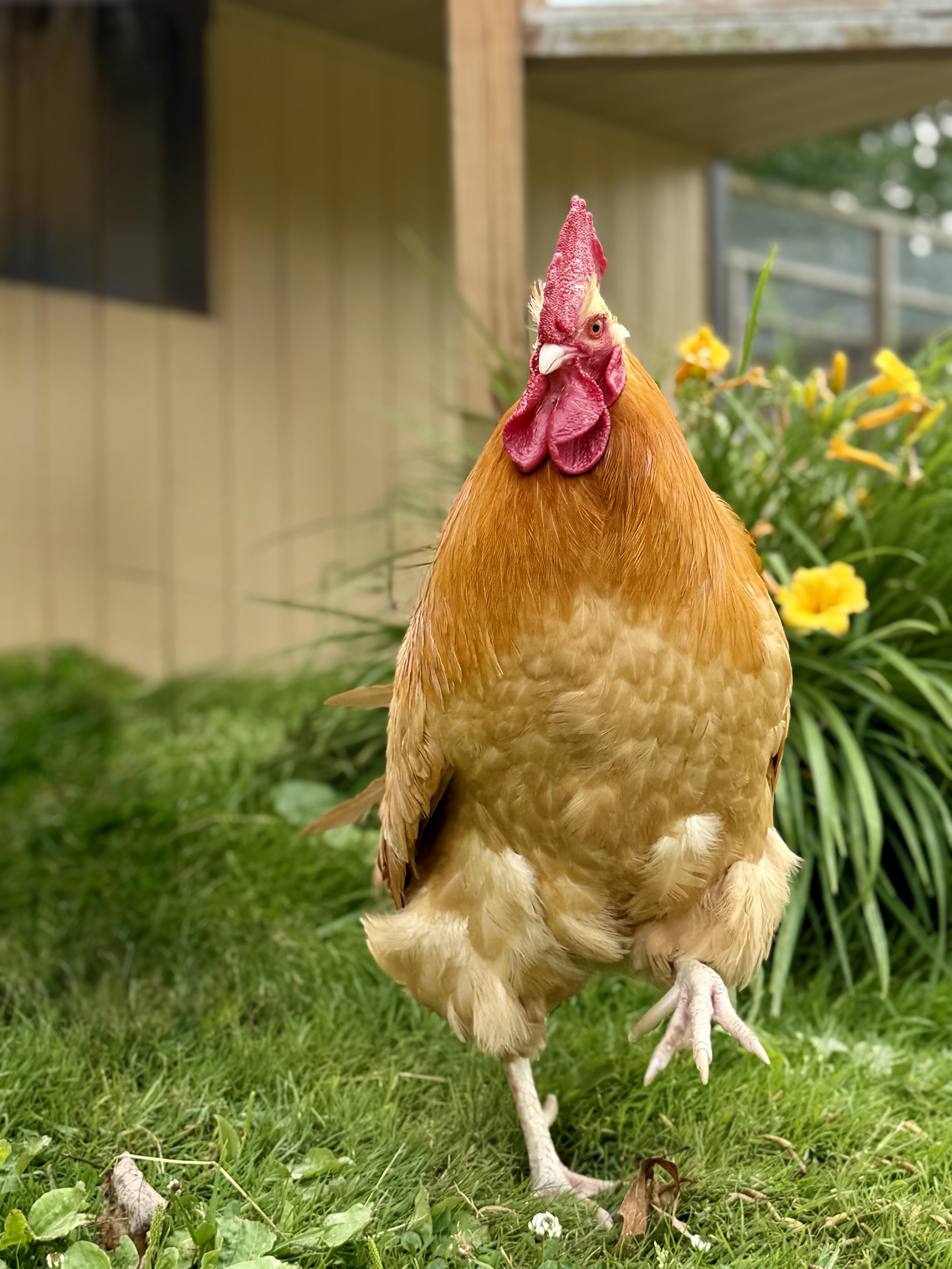 Elvis, adopted, Adult Male Chicken.