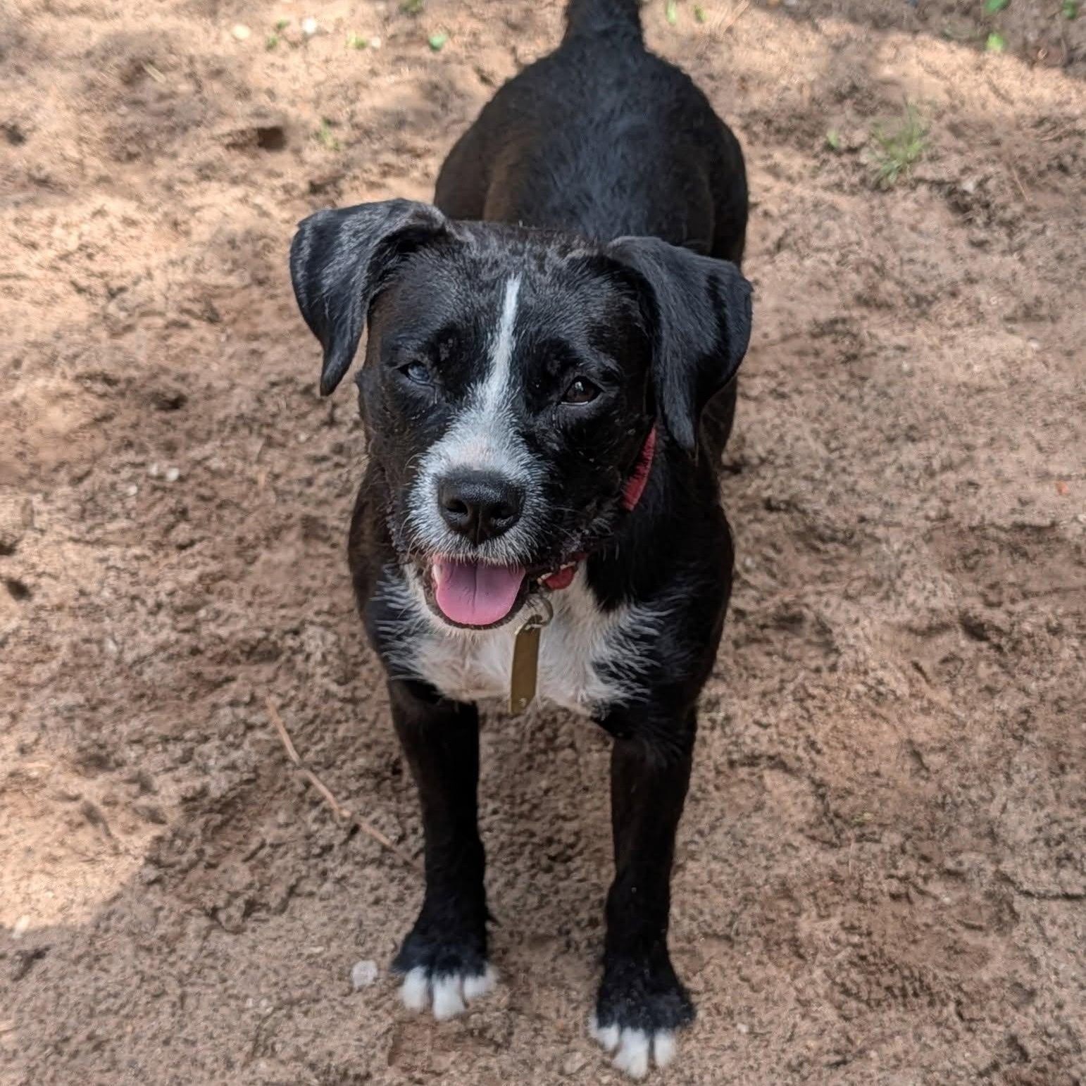 Syd, a Adoptable mixed breed in Manistique, MI image 3/3