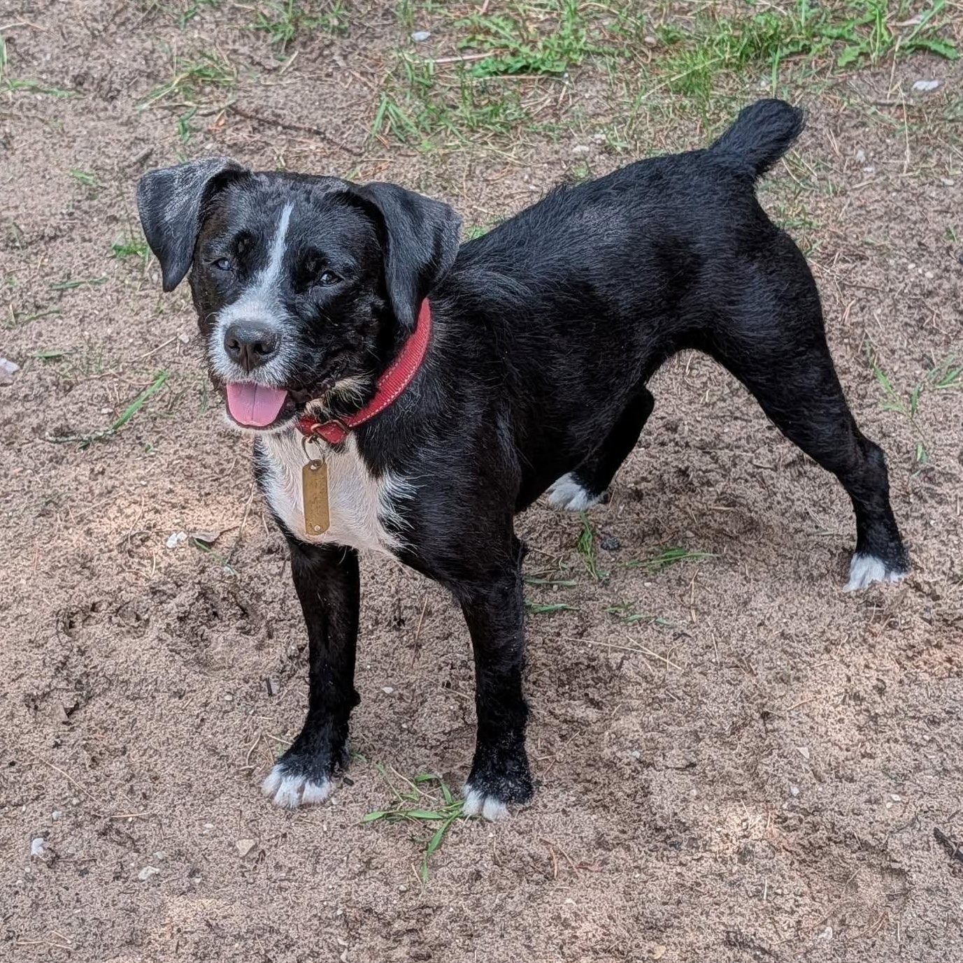 Syd, a Adoptable mixed breed in Manistique, MI image 2/3