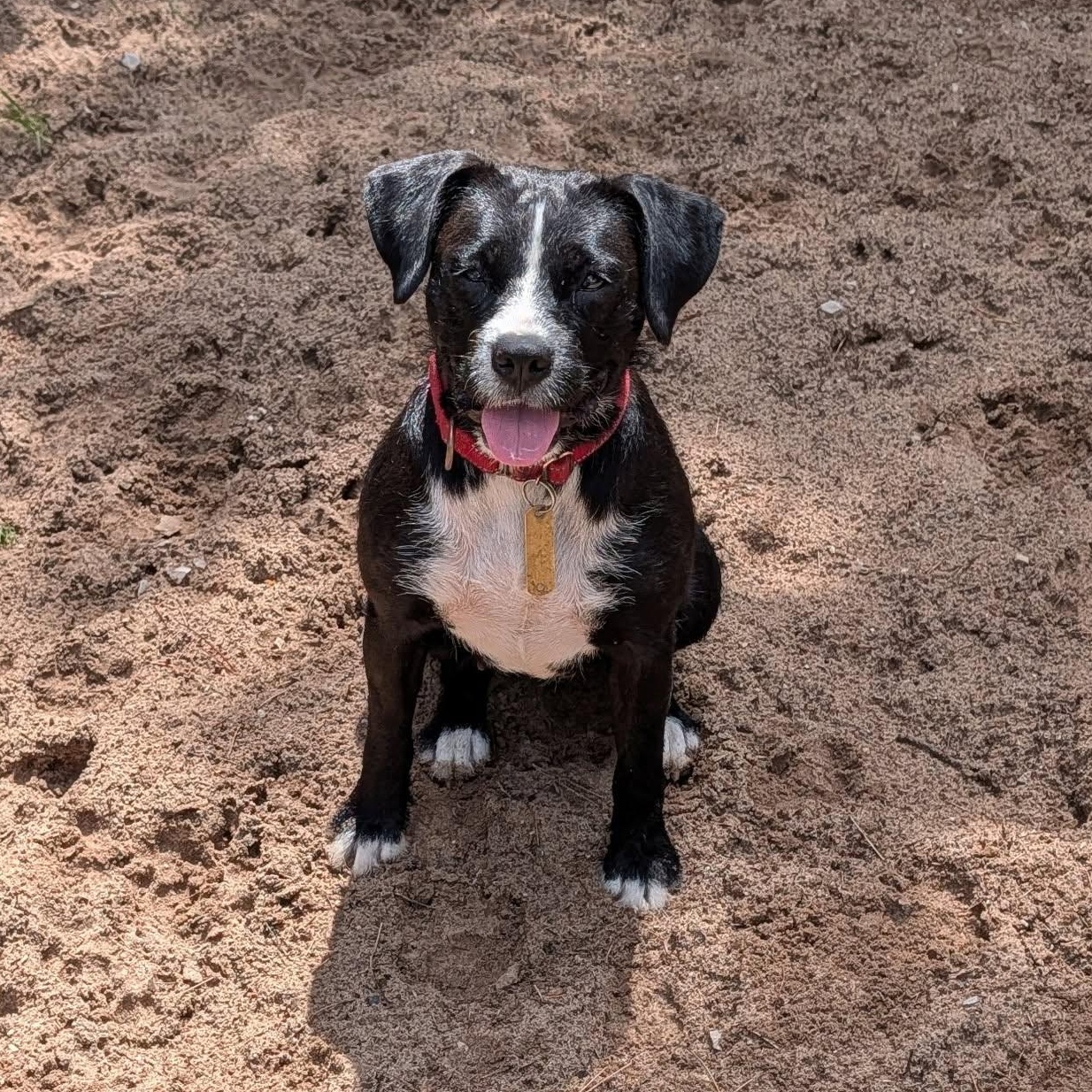 Syd, a Adoptable mixed breed in Manistique, MI image 1/3