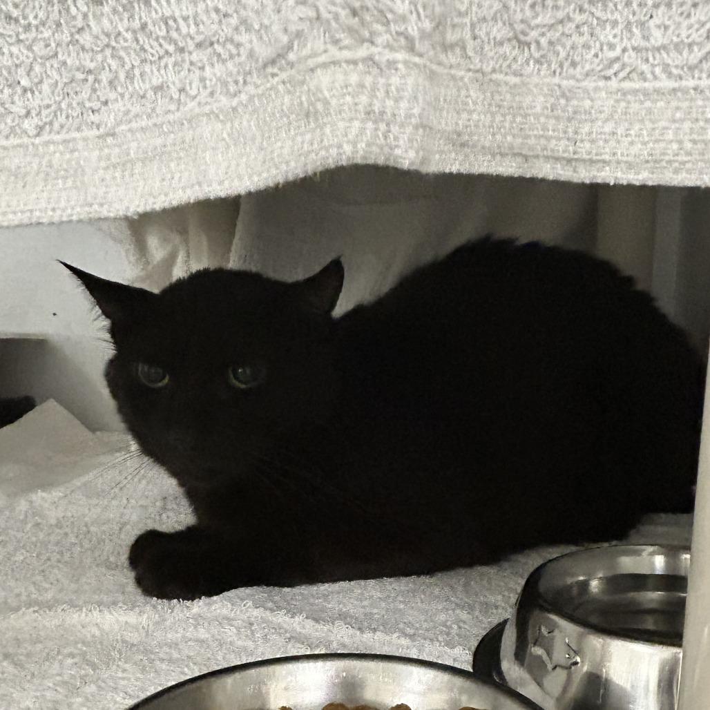 Redtail, Adoptable, Adult Male Domestic Short Hair.