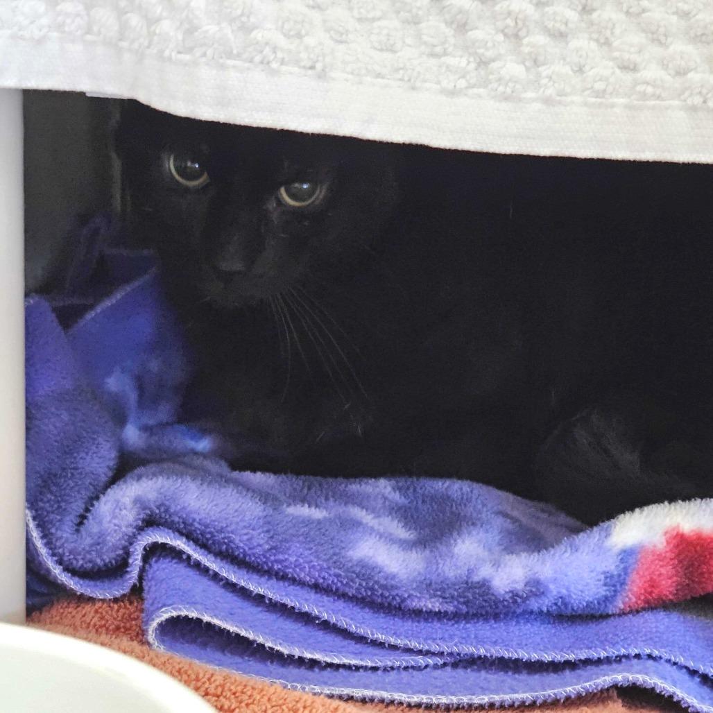 Redtail, a Adoptable Domestic Short Hair in Dover, NH image 2/2