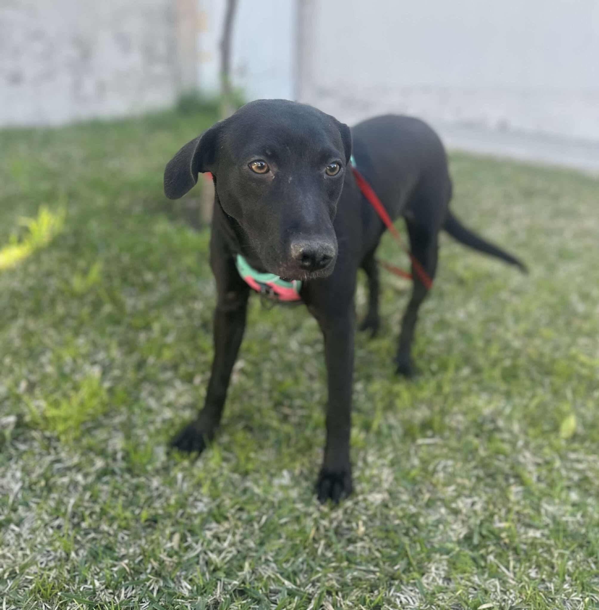 Jazmin
