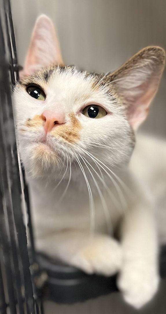 Zuzanna , a Adoptable Calico in Pottstown, PA image 1/3