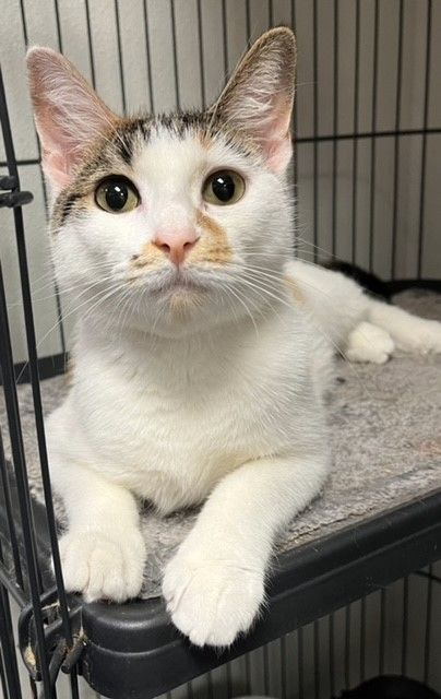Zuzanna , a Adoptable Calico in Pottstown, PA image 2/3