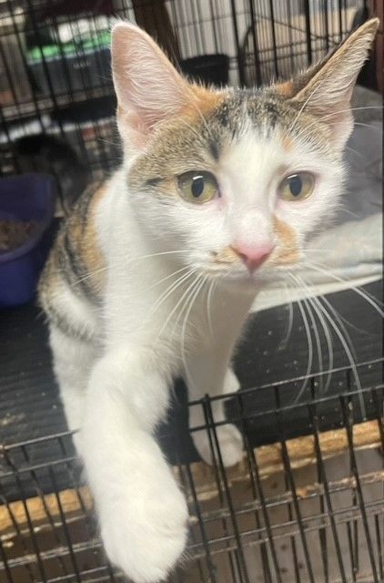 Zuzanna , a Adoptable Calico in Pottstown, PA image 3/3