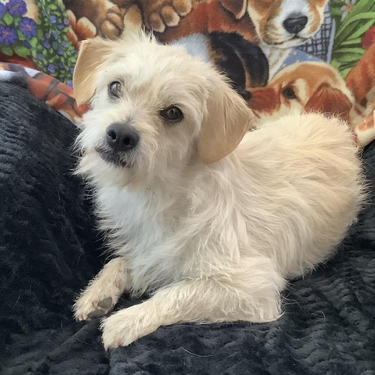Tom, a ADOPTABLE mixed breed in Westlake Village, CA image 3/5
