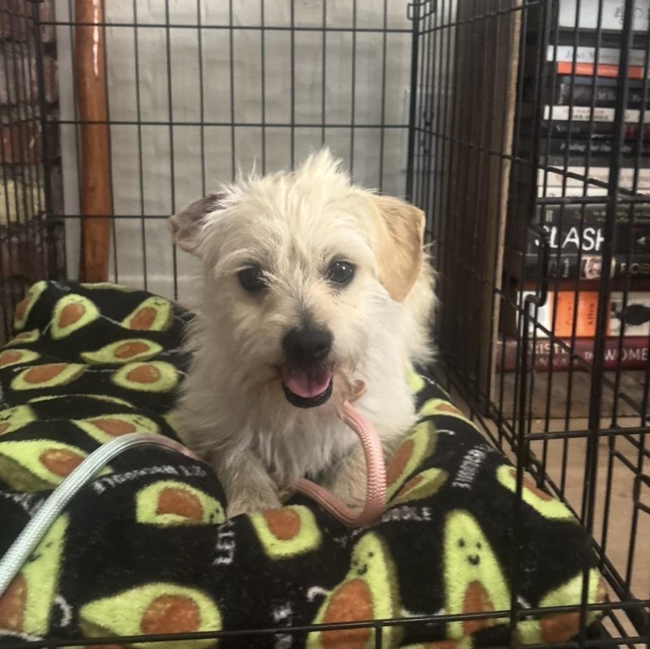 Tom, a ADOPTABLE mixed breed in Westlake Village, CA image 4/5