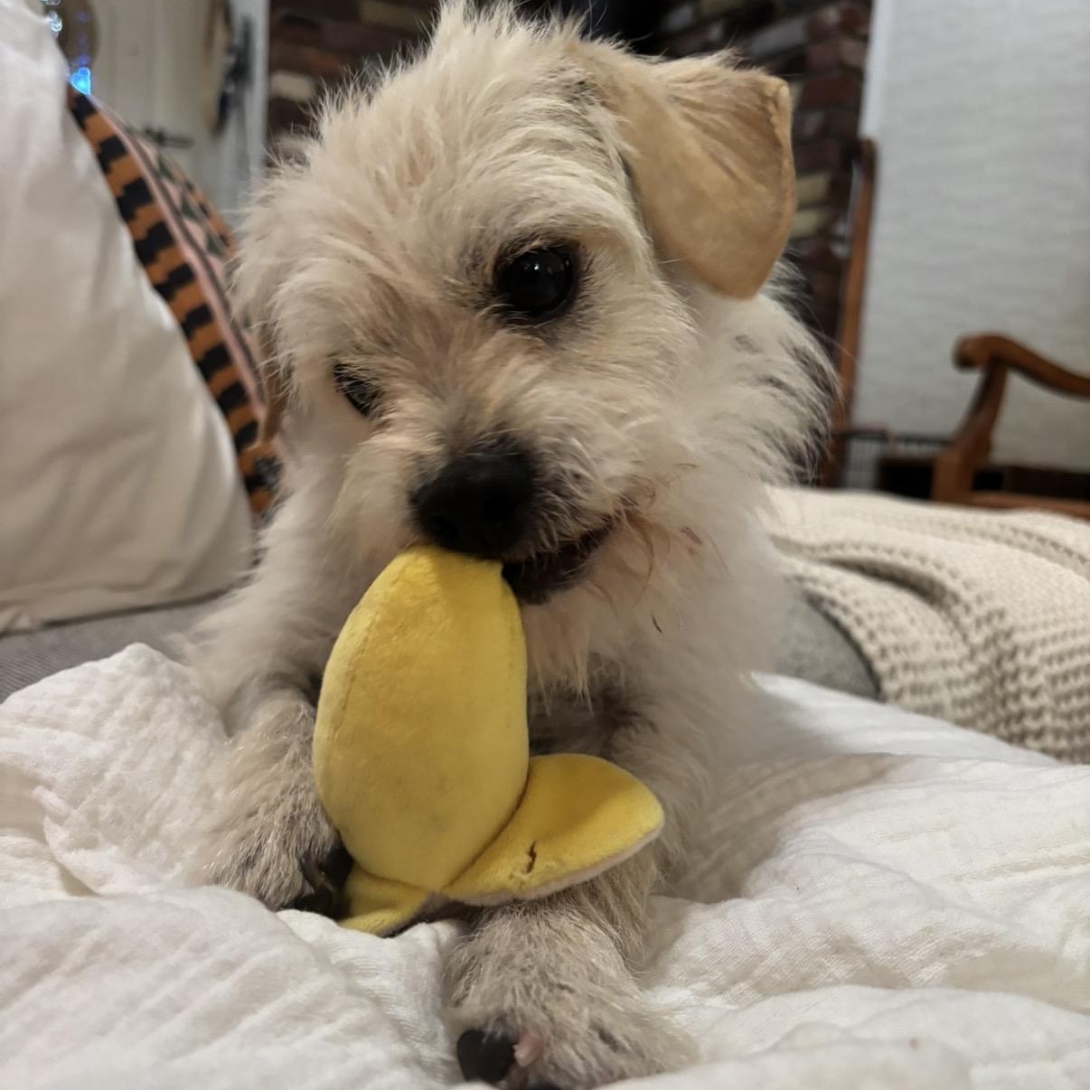 Tom, a ADOPTABLE mixed breed in Westlake Village, CA image 2/5