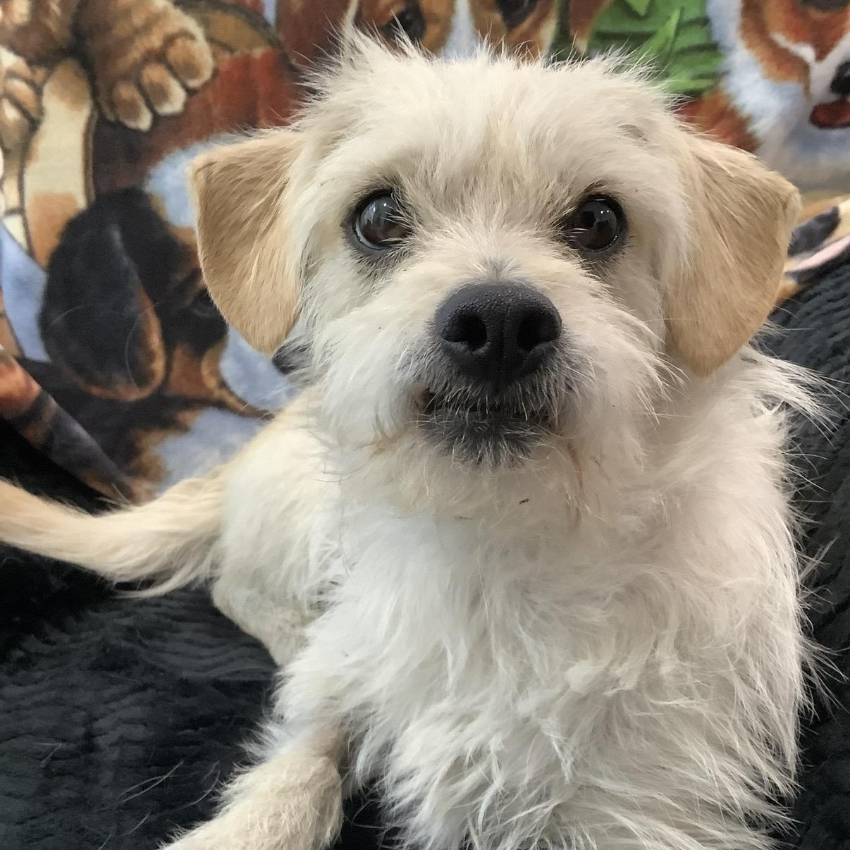 Tom, a ADOPTABLE mixed breed in Westlake Village, CA image 1/5