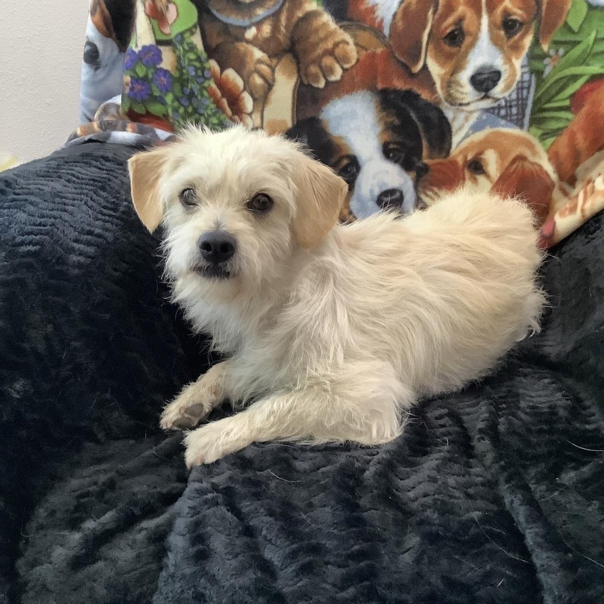 Tom, a ADOPTABLE mixed breed in Westlake Village, CA image 5/5