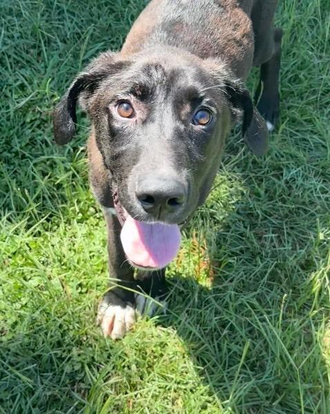 Goober, Adoptable, Puppy Male Mixed Breed.