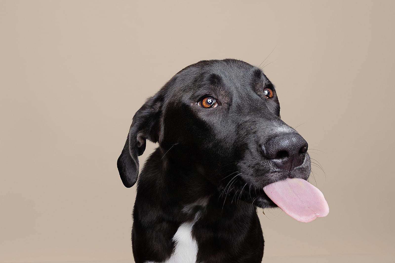 Enlarge Goober, an adoptable Mixed Breed in Bowdoin, ME image 5/6
