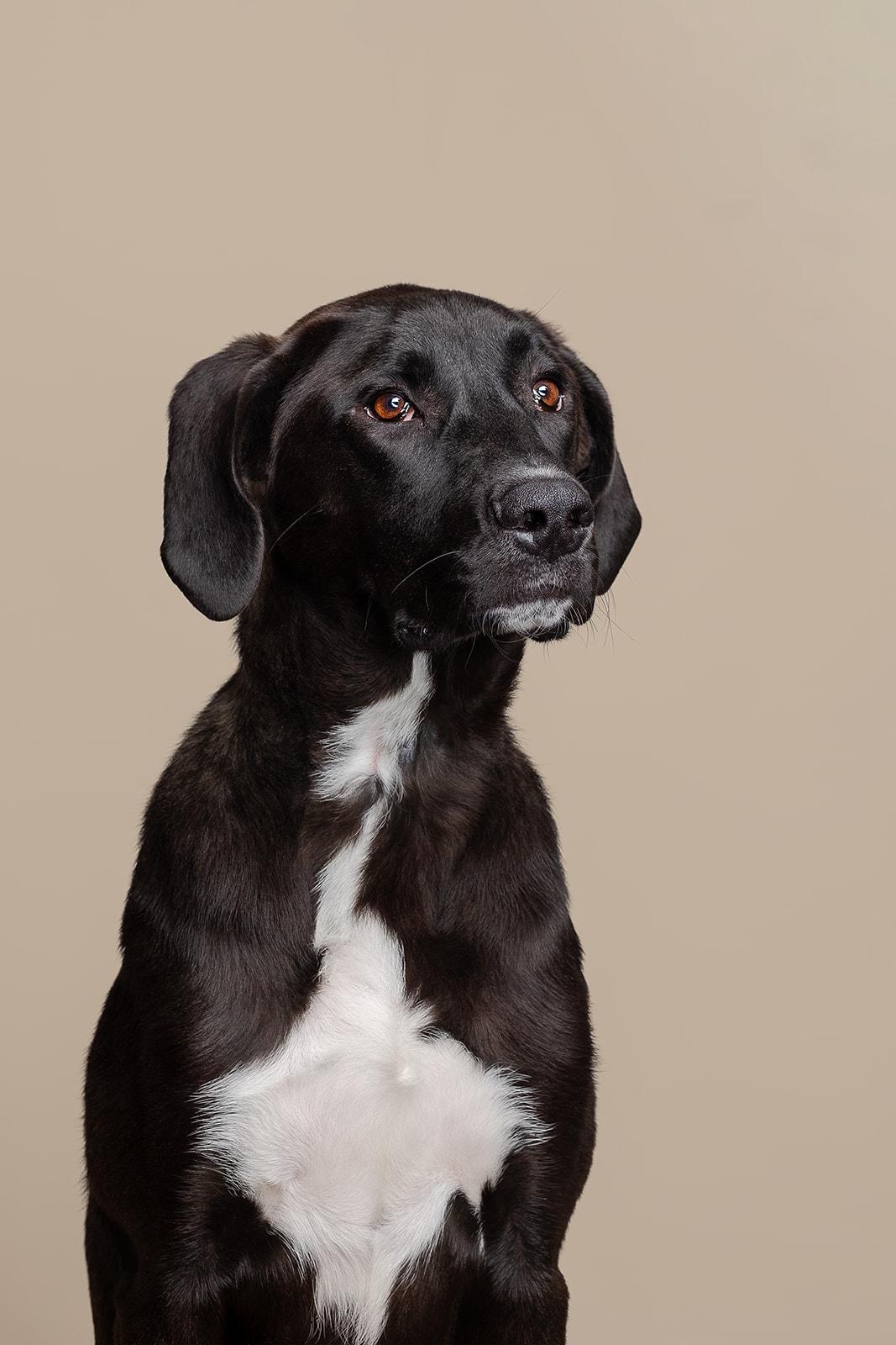 Enlarge Goober, an adoptable Mixed Breed in Bowdoin, ME image 6/6