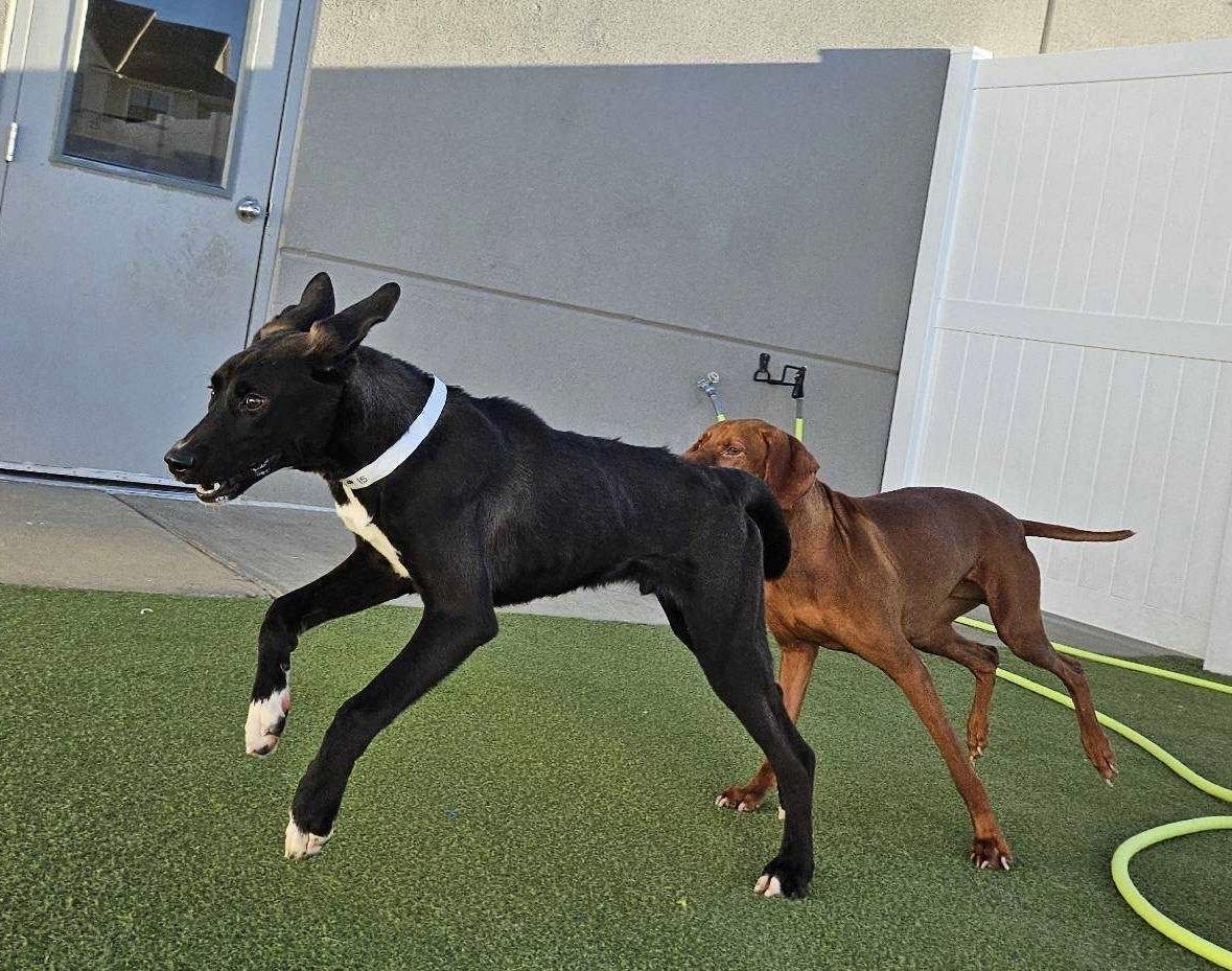 Enlarge Goober, a Adoptable Mixed Breed in Bowdoin, ME image 5/6