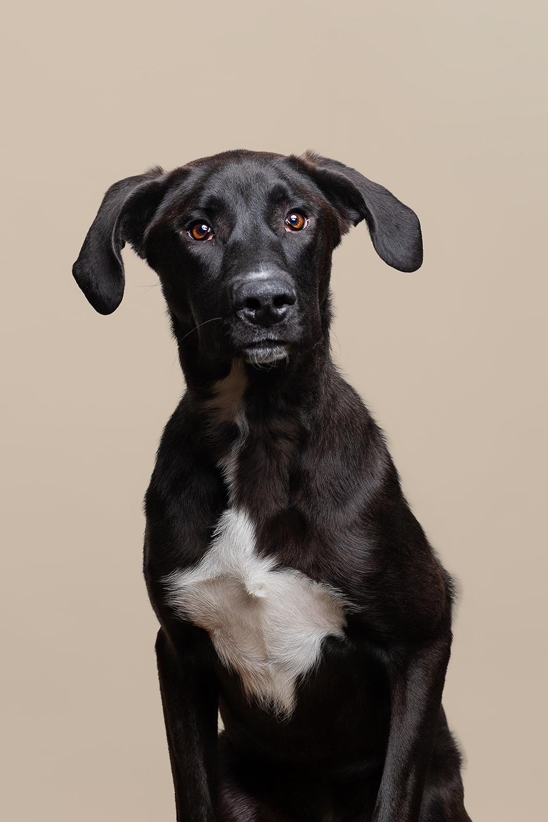 Goober, adoptable, Puppy Male Mixed Breed.