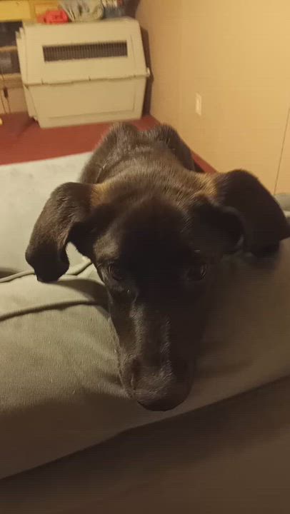 Enlarge Goober, a Adoptable Mixed Breed in Bowdoin, ME video 3/6