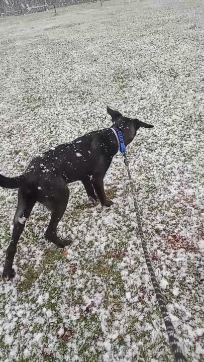 Enlarge Goober, a Adoptable Mixed Breed in Bowdoin, ME video 2/6