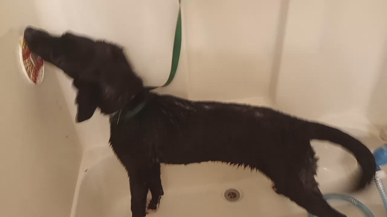 Enlarge Goober, a Adoptable Mixed Breed in Bowdoin, ME video 4/6