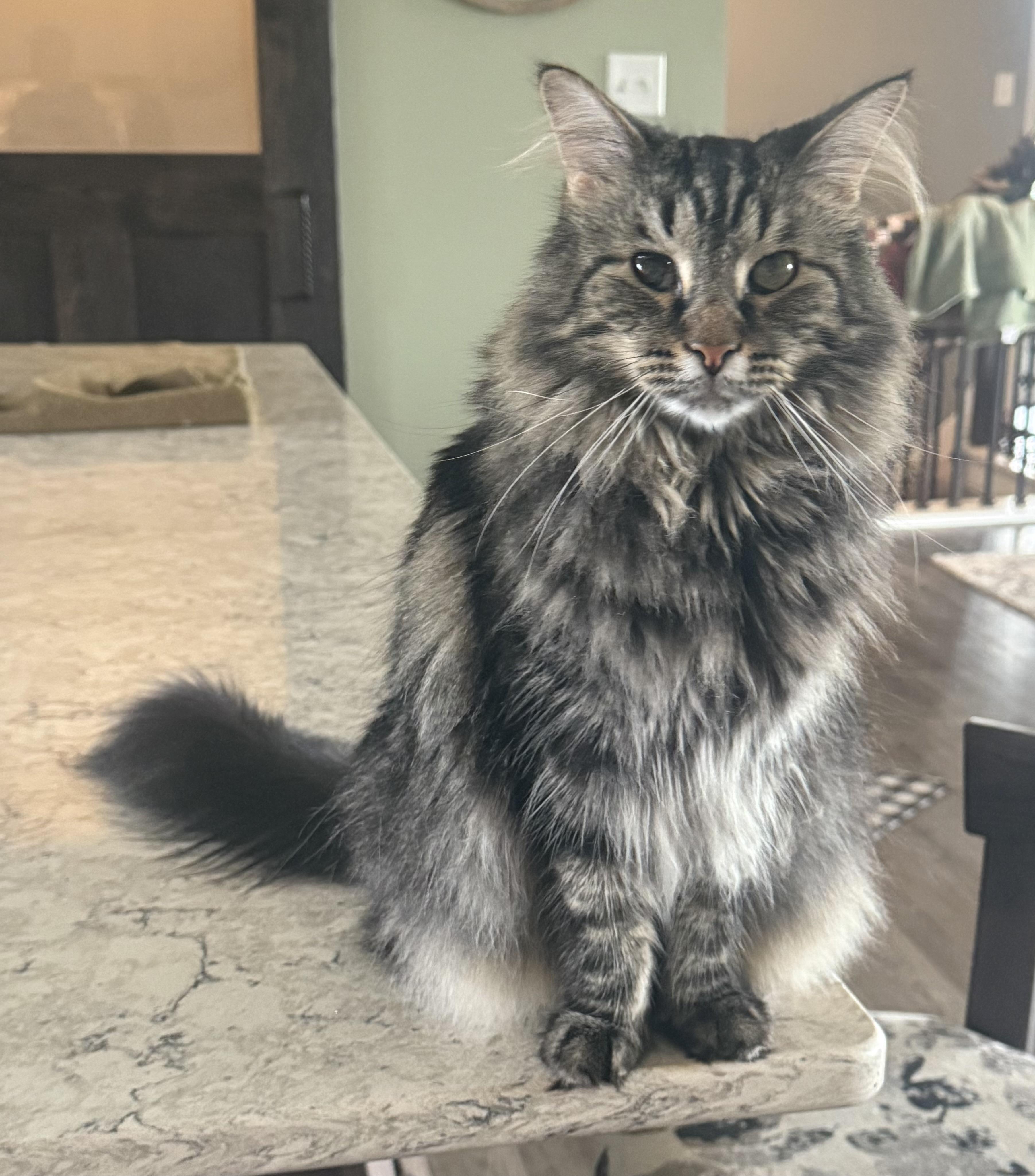 Bentley, an adoptable Domestic Medium Hair in CANONSBURG, PA, 15317 | Photo Image 1