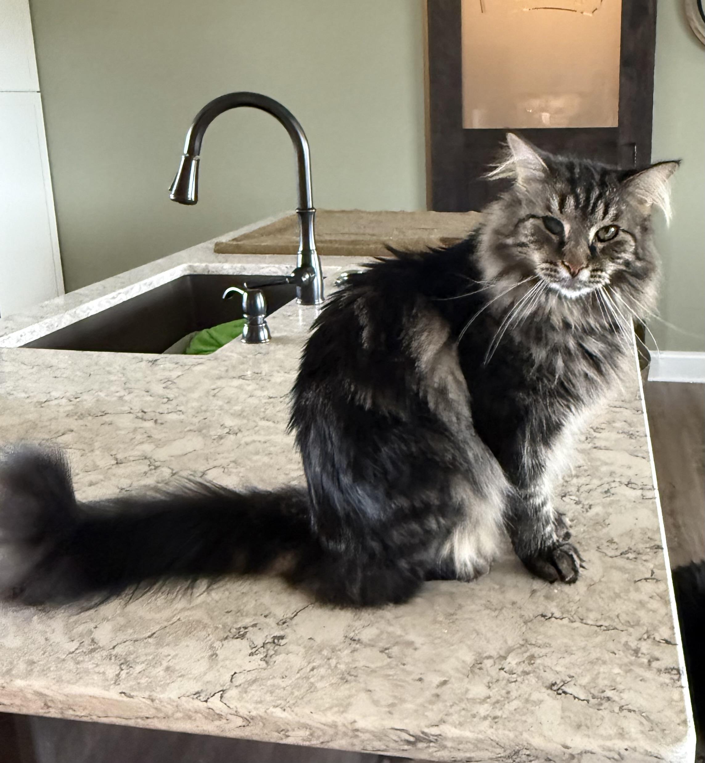 Bentley, an adoptable Domestic Medium Hair in CANONSBURG, PA, 15317 | Photo Image 3