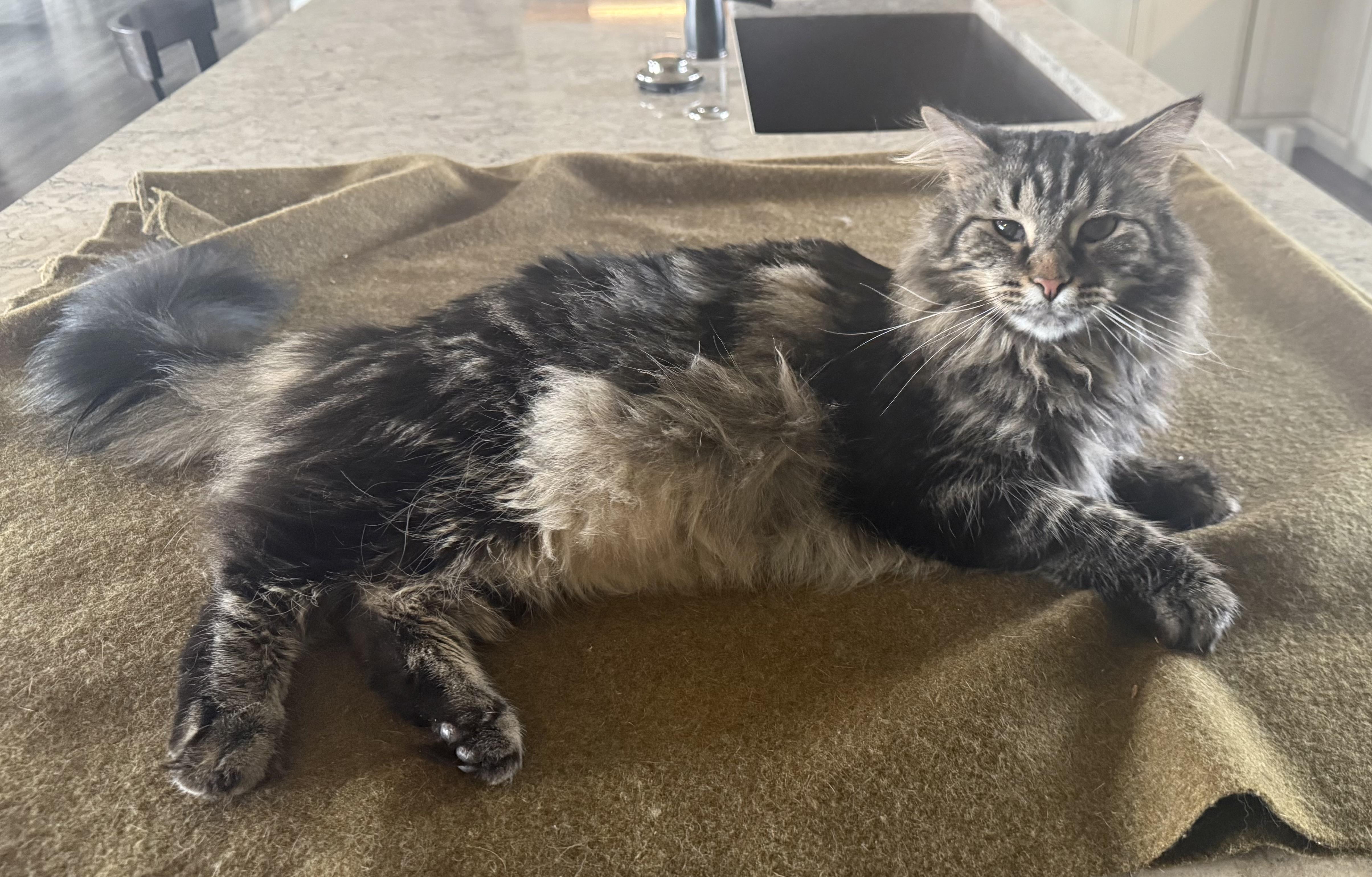 Bentley, an adoptable Domestic Medium Hair in CANONSBURG, PA, 15317 | Photo Image 5