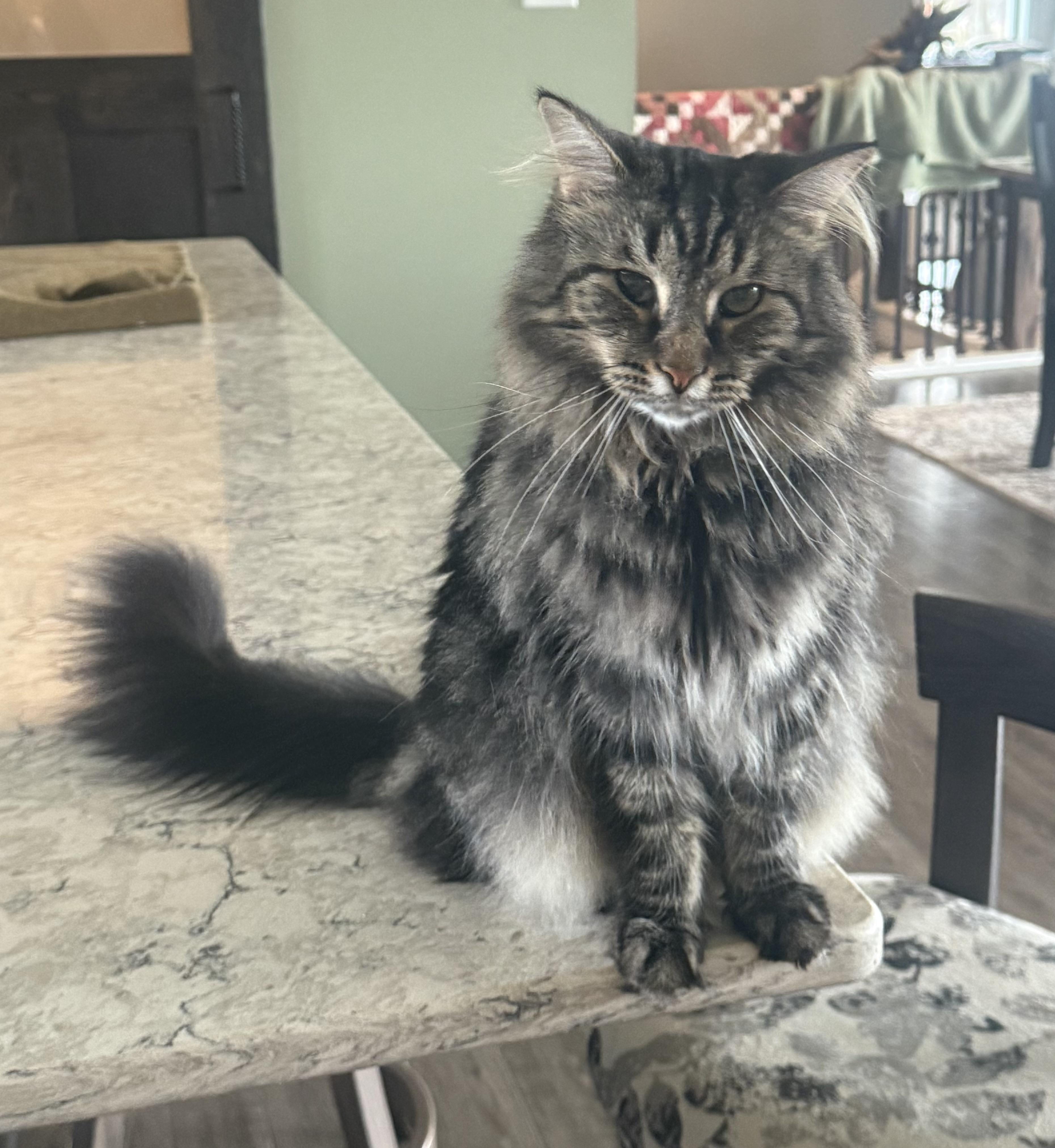 Bentley, a Adoptable Domestic Medium Hair in CANONSBURG, PA image 4/5