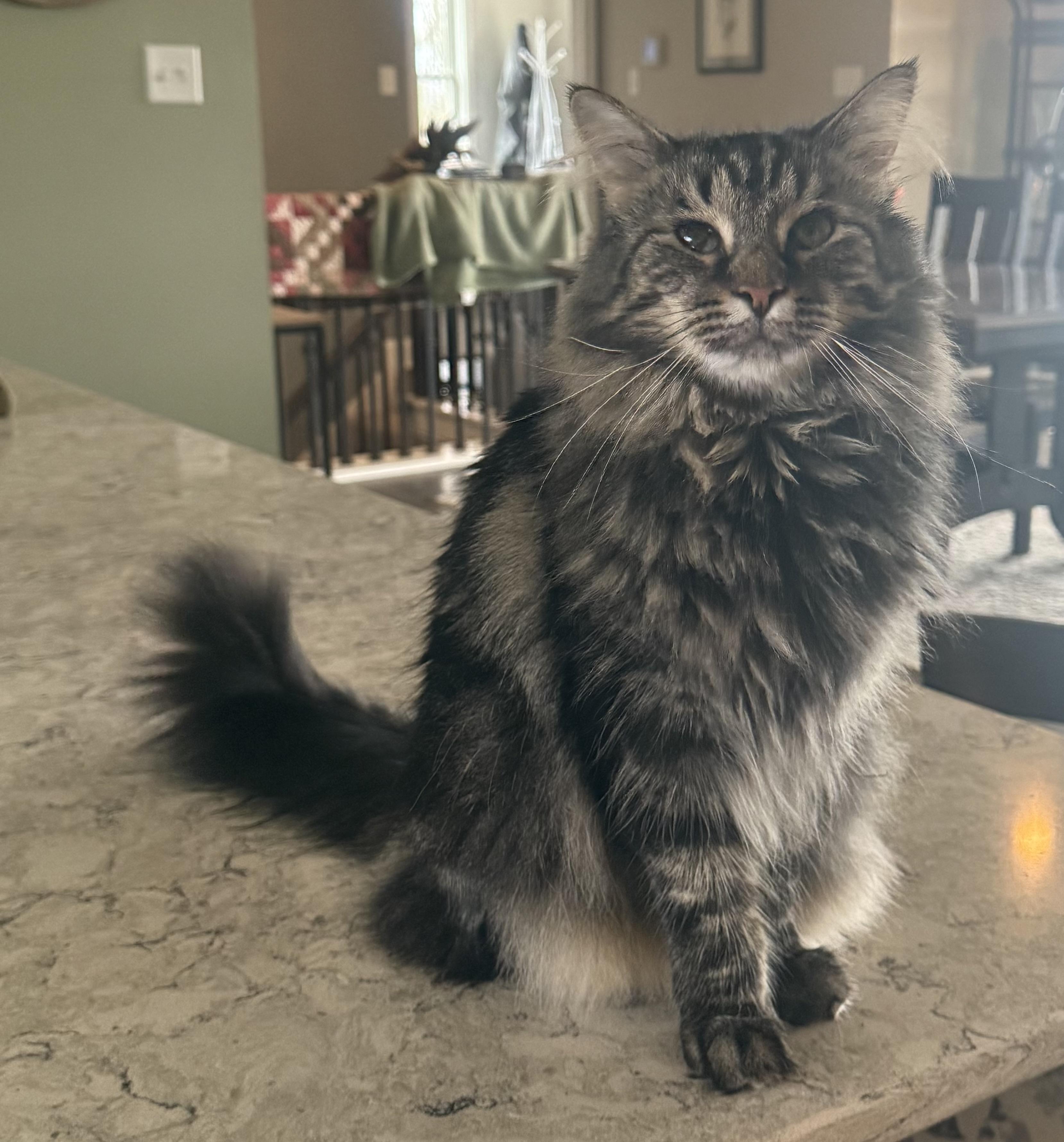 Bentley, an adoptable Domestic Medium Hair in CANONSBURG, PA, 15317 | Photo Image 2