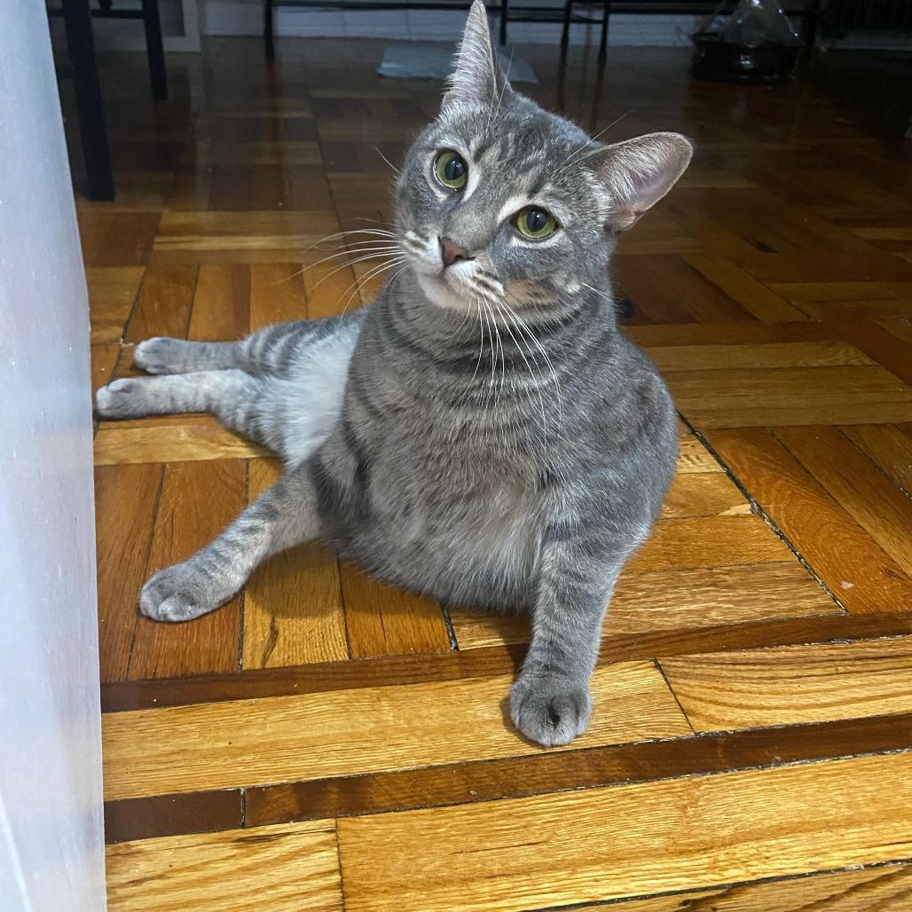 Bella 3 — thumbnail 2