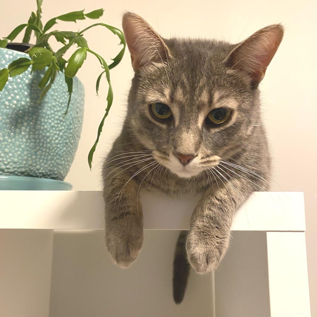 Bella 3 — thumbnail 3