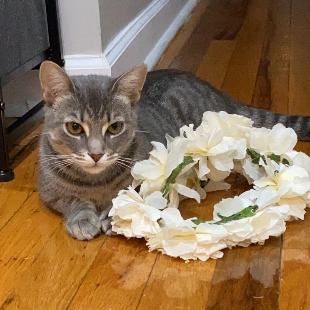 Bella 3 — thumbnail 5