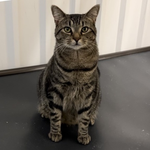 Thursday, a Adoptable mixed breed in Clarksville, VA image 1/6