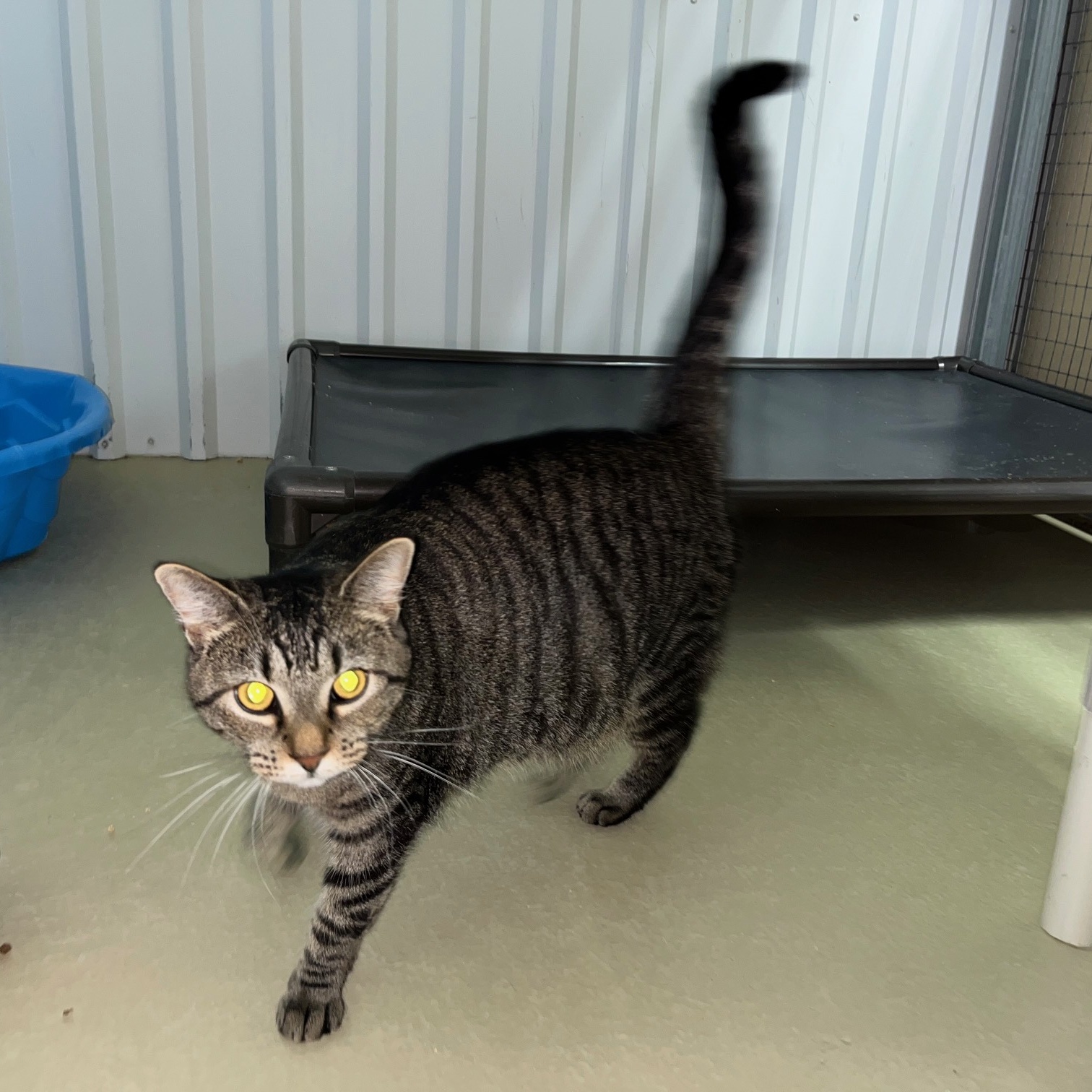 Thursday, a Adoptable mixed breed in Clarksville, VA image 4/6