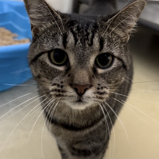 Thursday, a Adoptable mixed breed in Clarksville, VA image 5/6