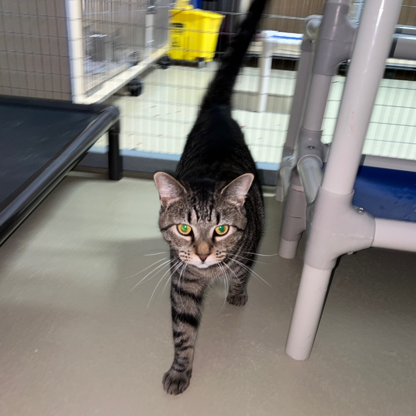 Thursday, a Adoptable mixed breed in Clarksville, VA image 2/6